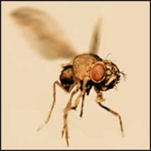 Japanische Kampfhörspiele : Sektion JaKa